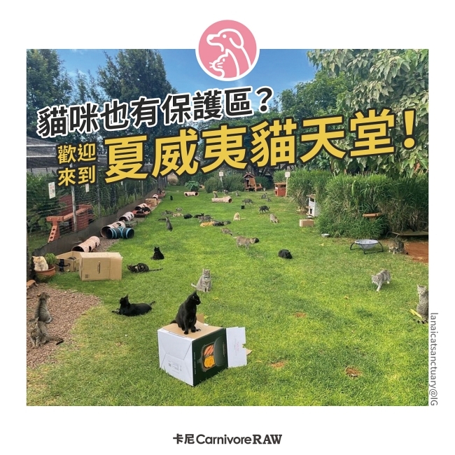 夏威夷貓咪保護區