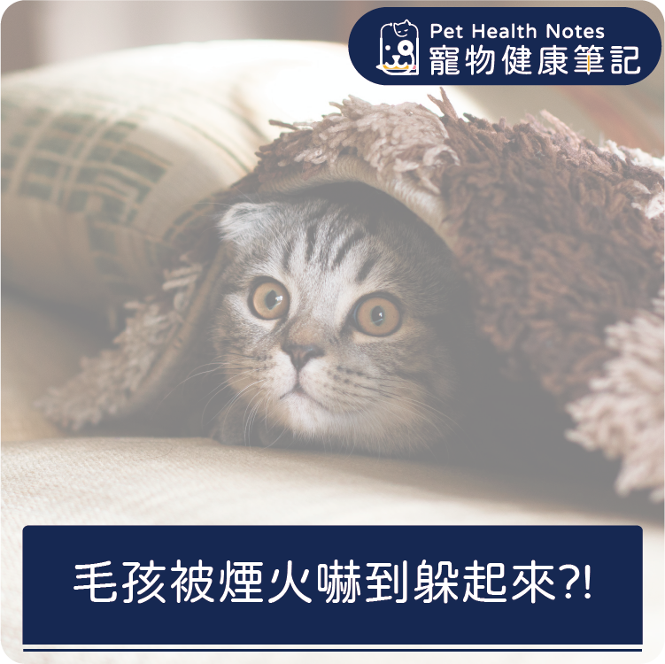 台灣,世界,跨年,煙火,慶祝,貓,狗,健康,寵物,品牌,專業,知識,獸醫,健康食品,寵物健康筆記