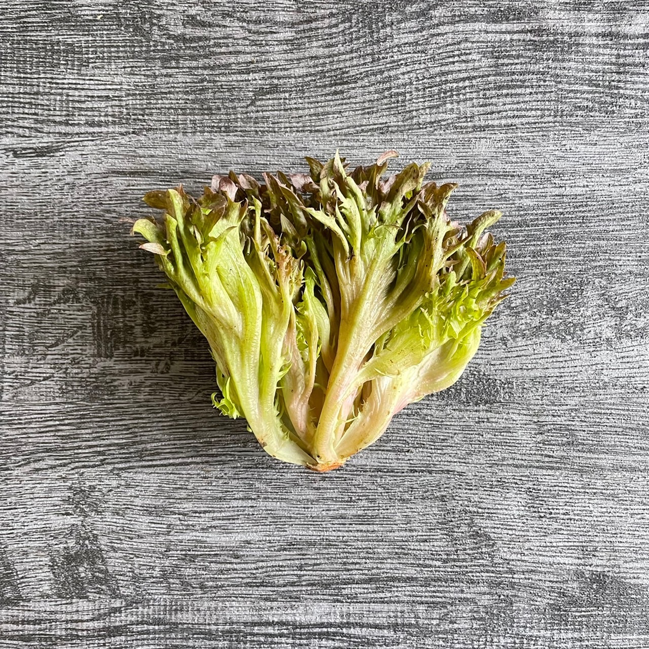 火焰生菜（紅/綠）