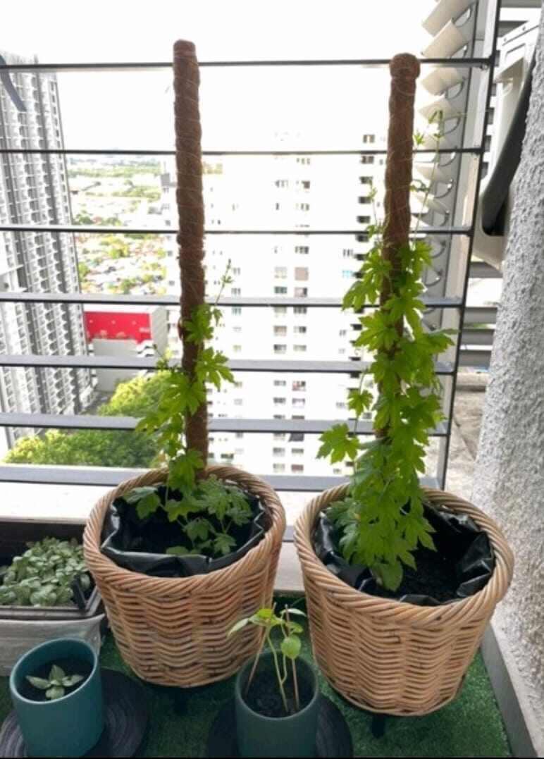 Rattan Planter Pot (3 in a set)