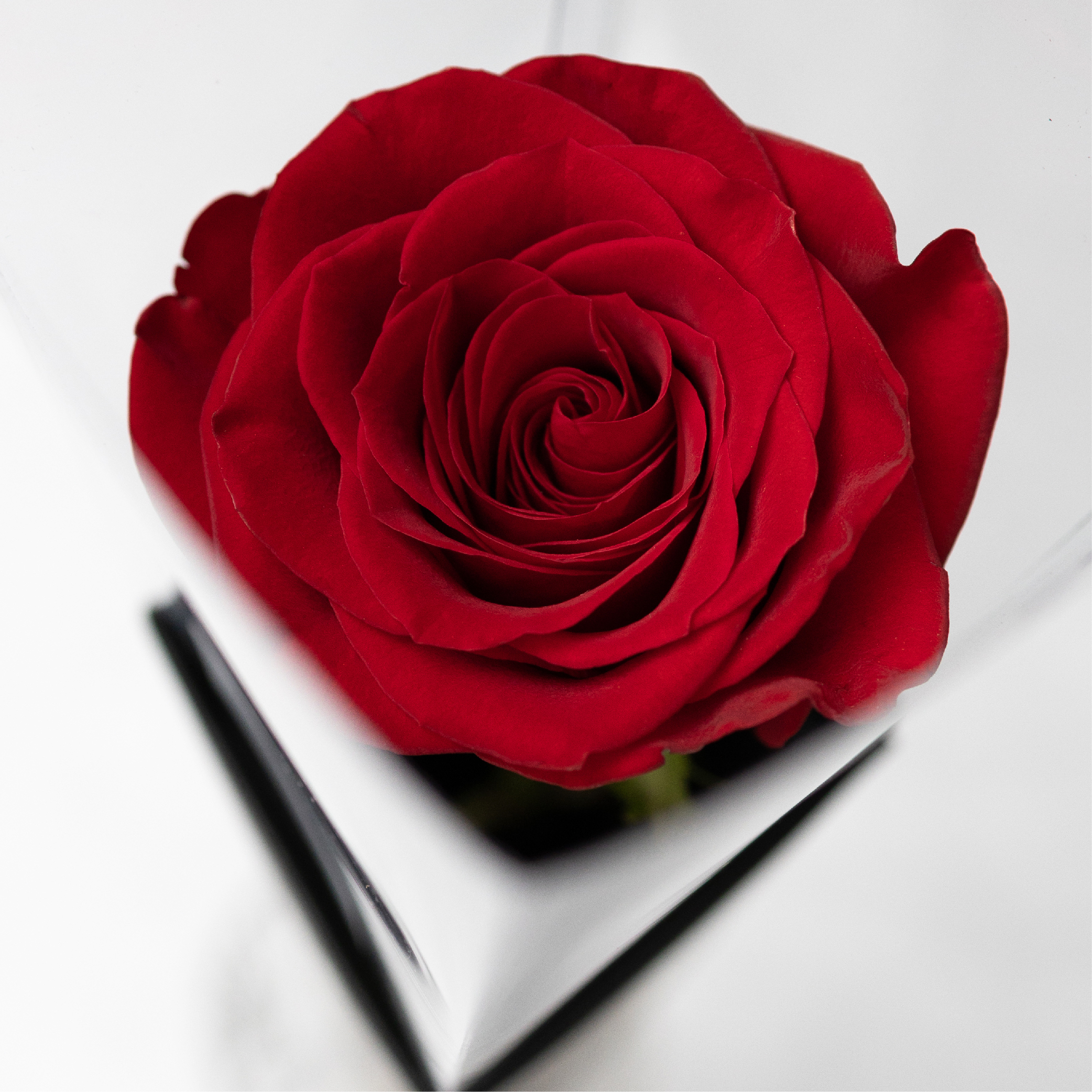 單朵情人節玫瑰 - 紅
