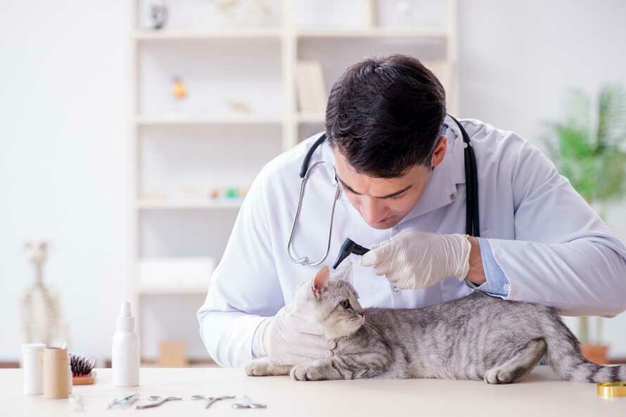 貓咪看醫生
