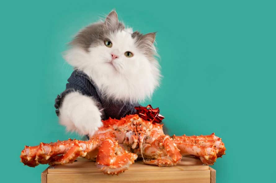 貓咪螃蟹餐禮物