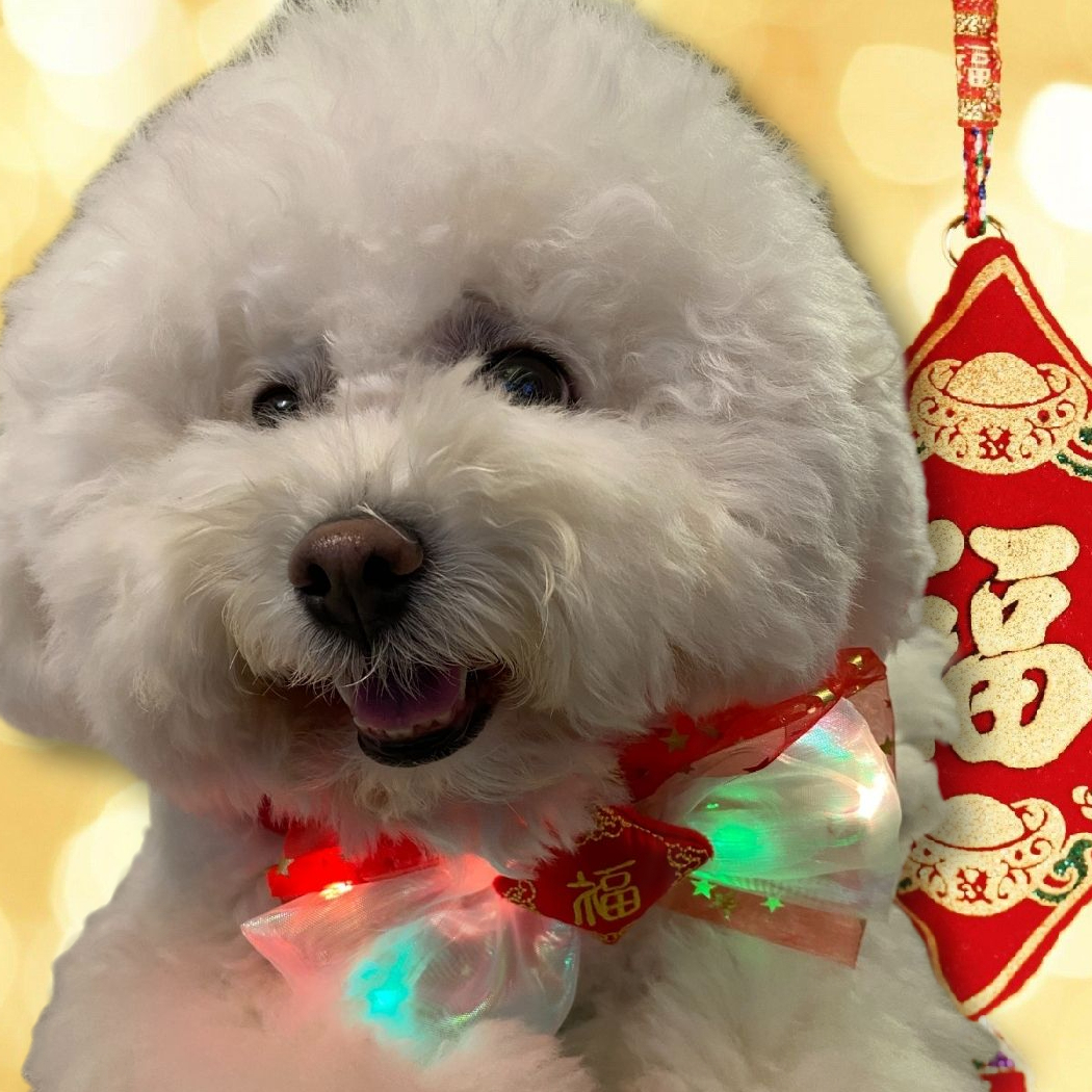 CNY Light Up Collar