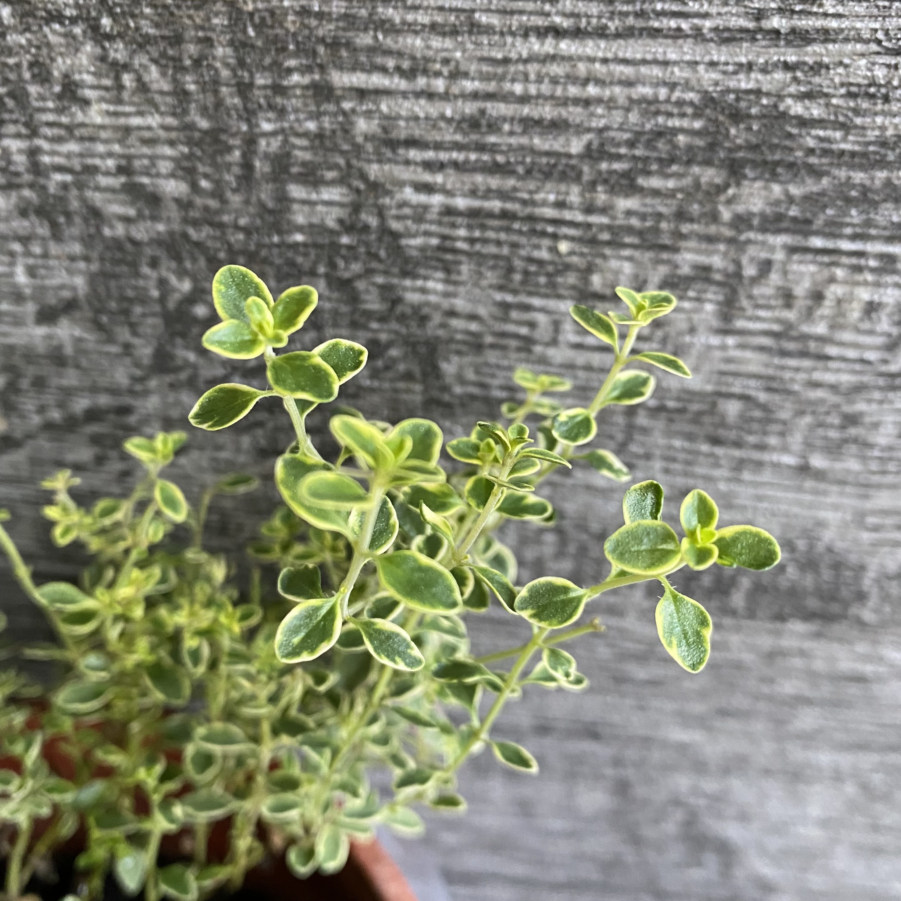 檸檬百里香盆栽