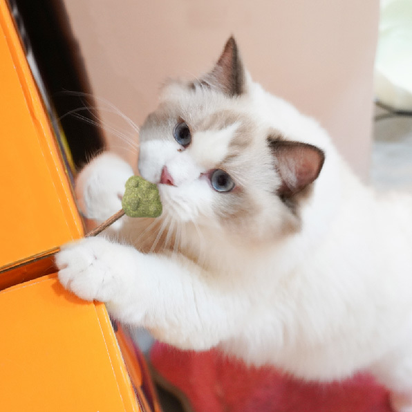 咚咚族 貓薄荷木天蓼棒棒糖1入(貓用) #貓草