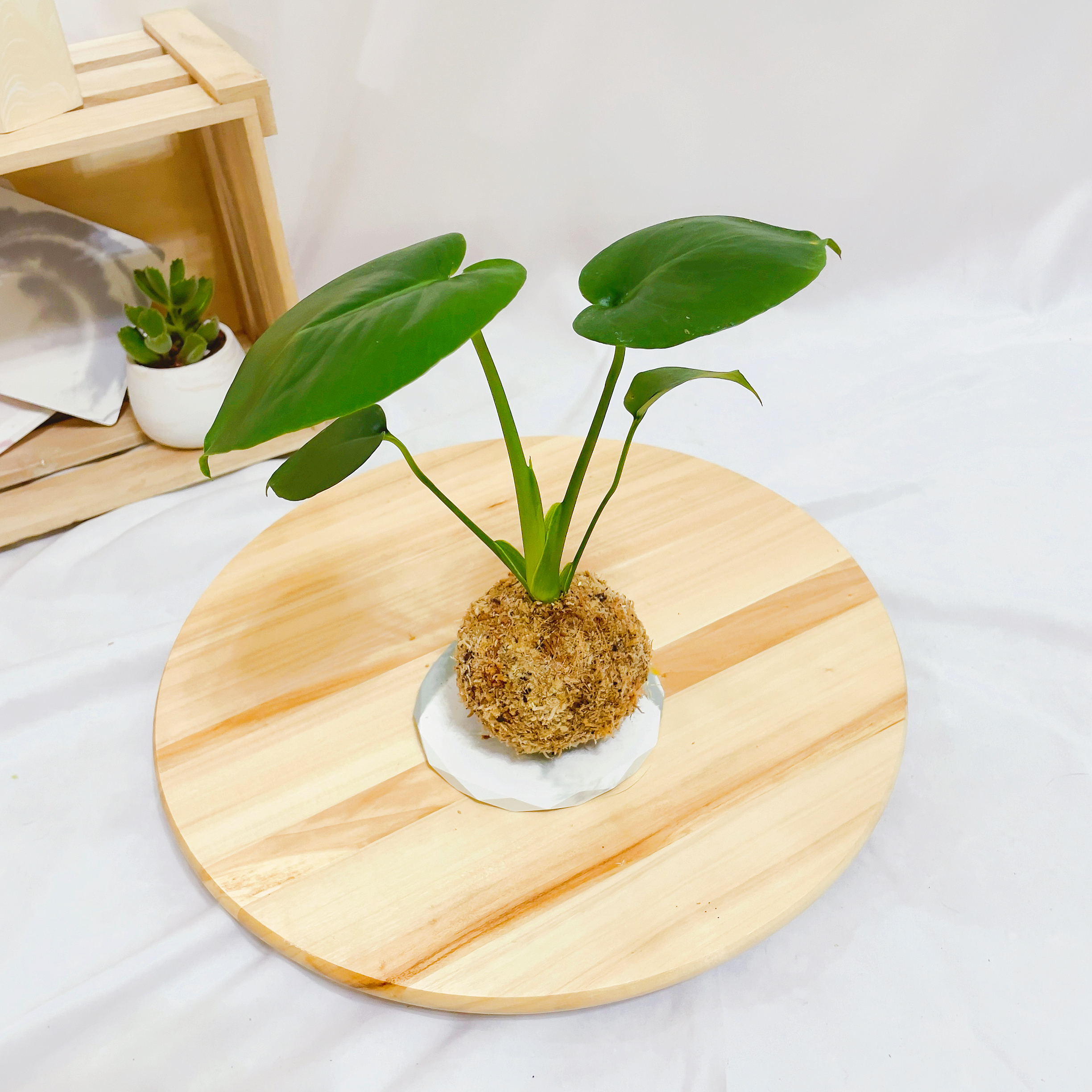 龜背芋苔球