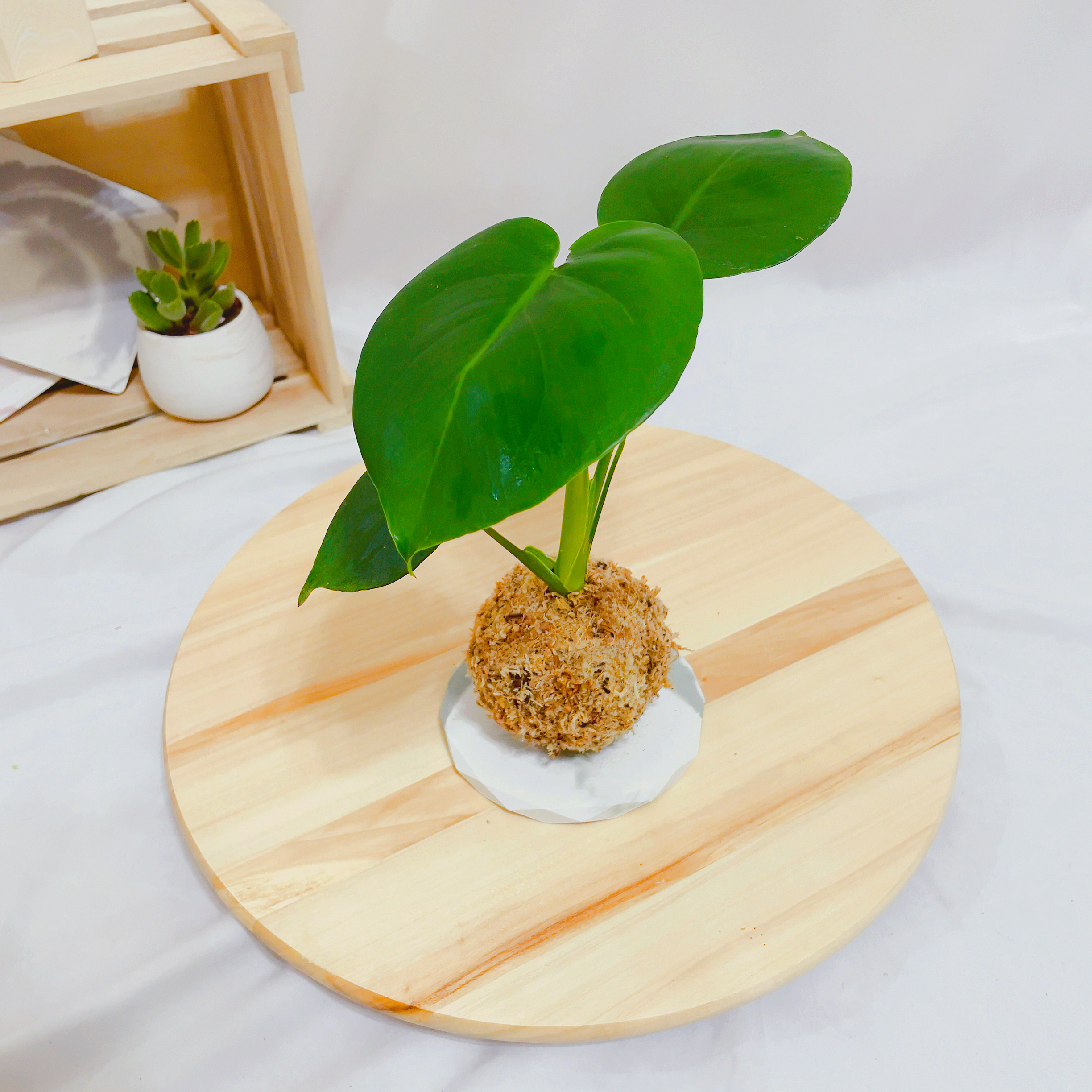 龜背芋苔球