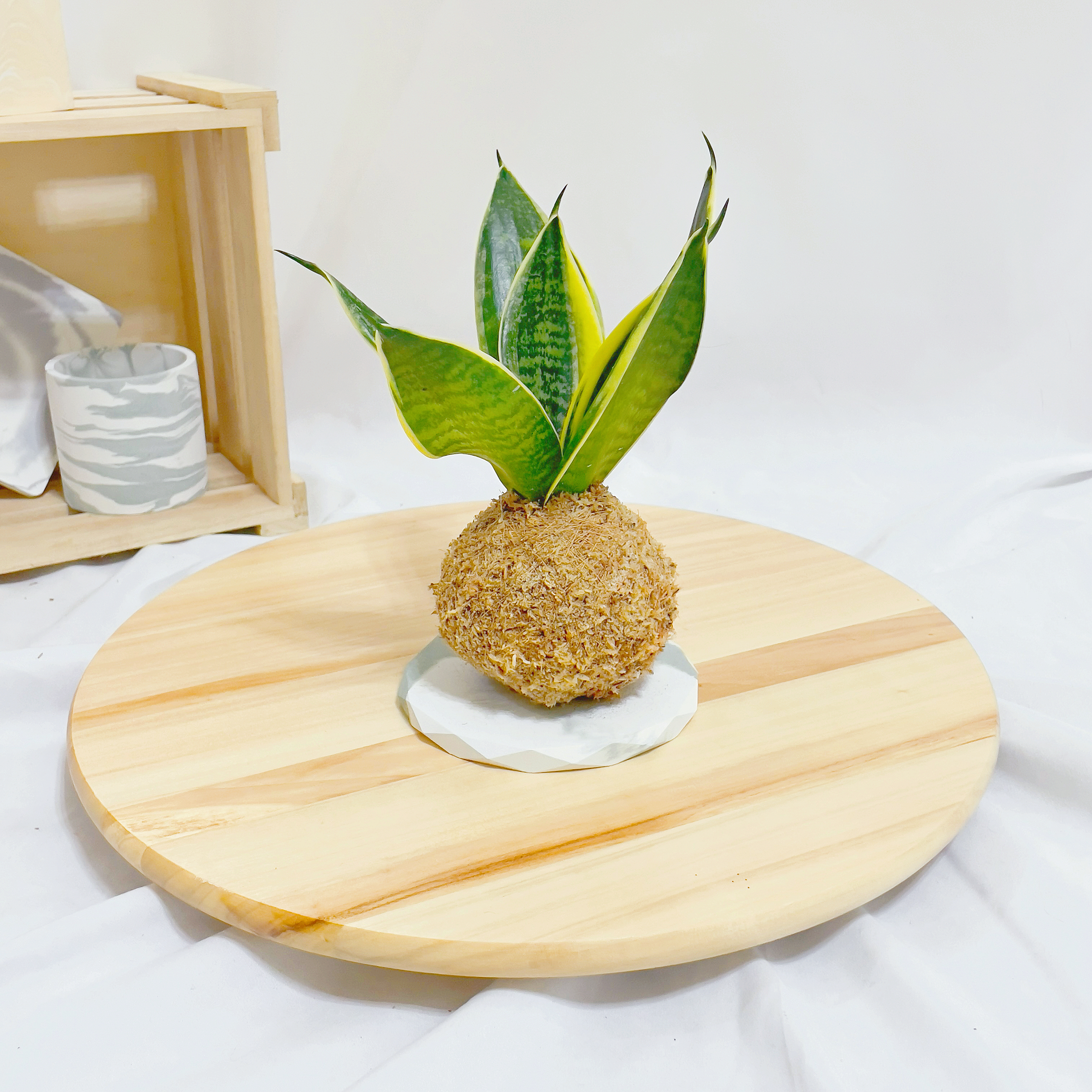 短葉金邊虎尾蘭苔球