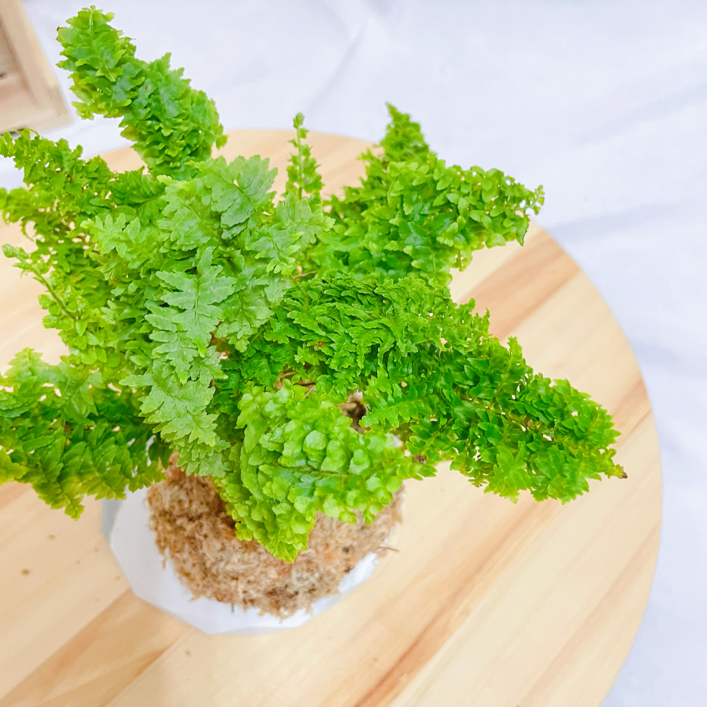 蕾絲蕨苔球