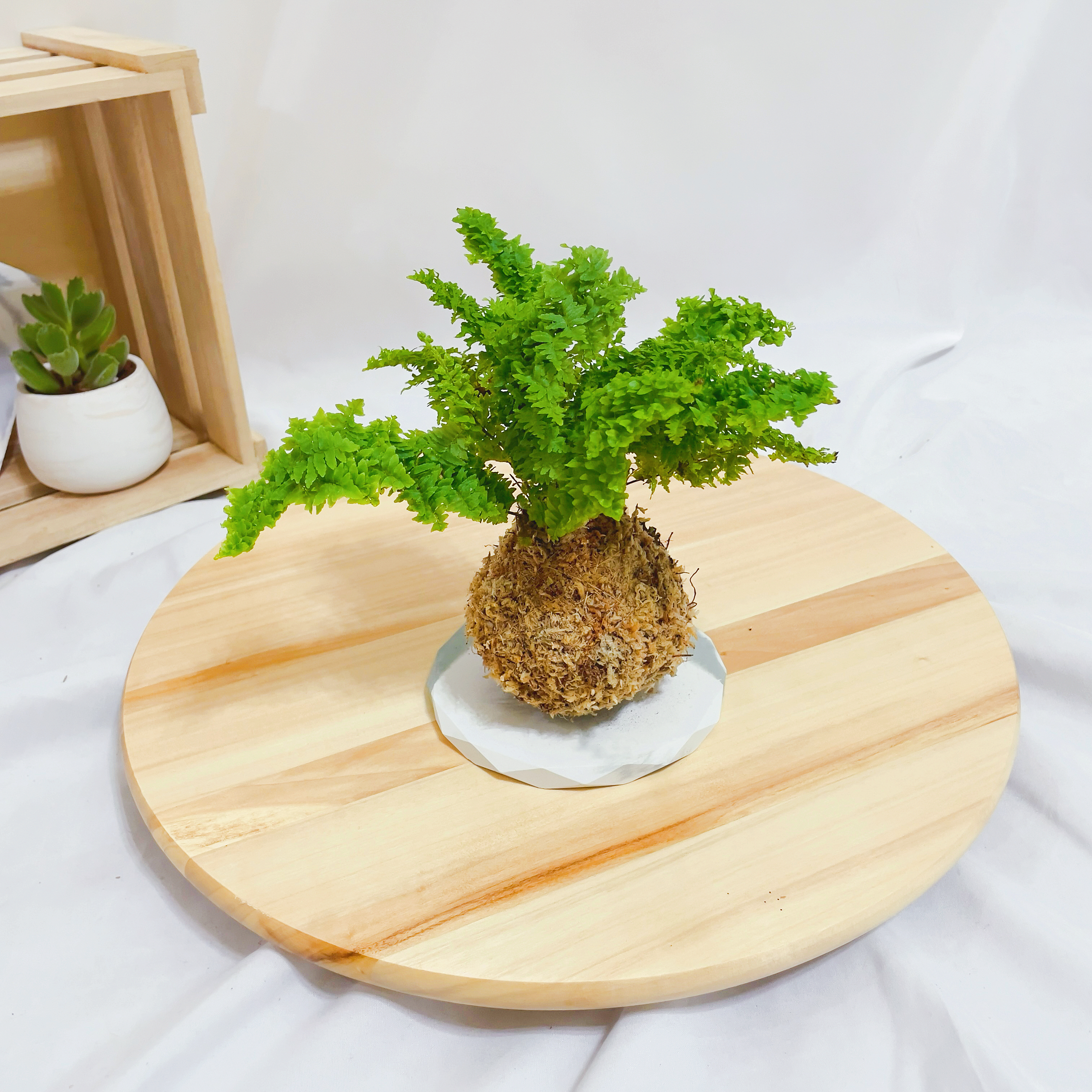 蕾絲蕨苔球