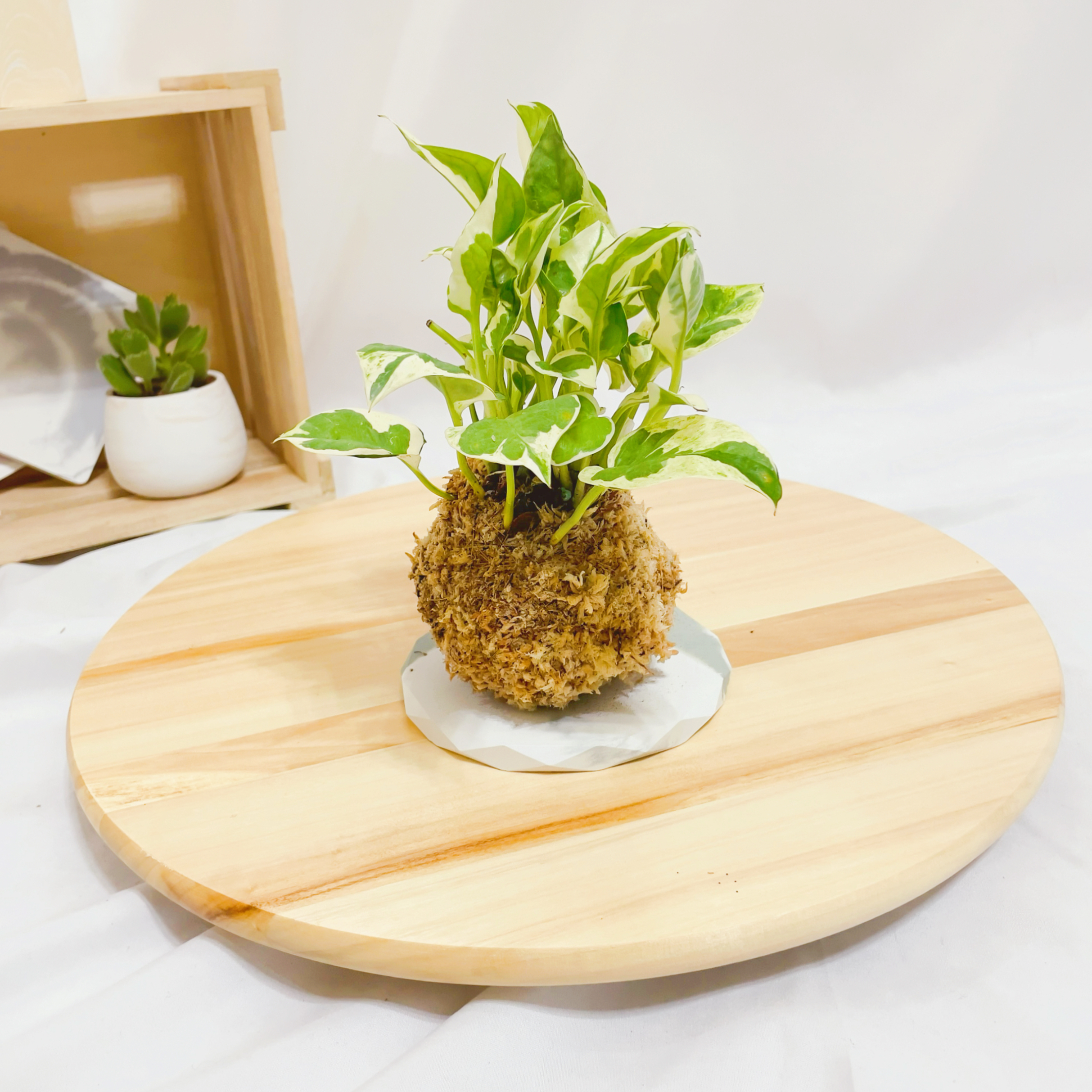 白金葛苔球