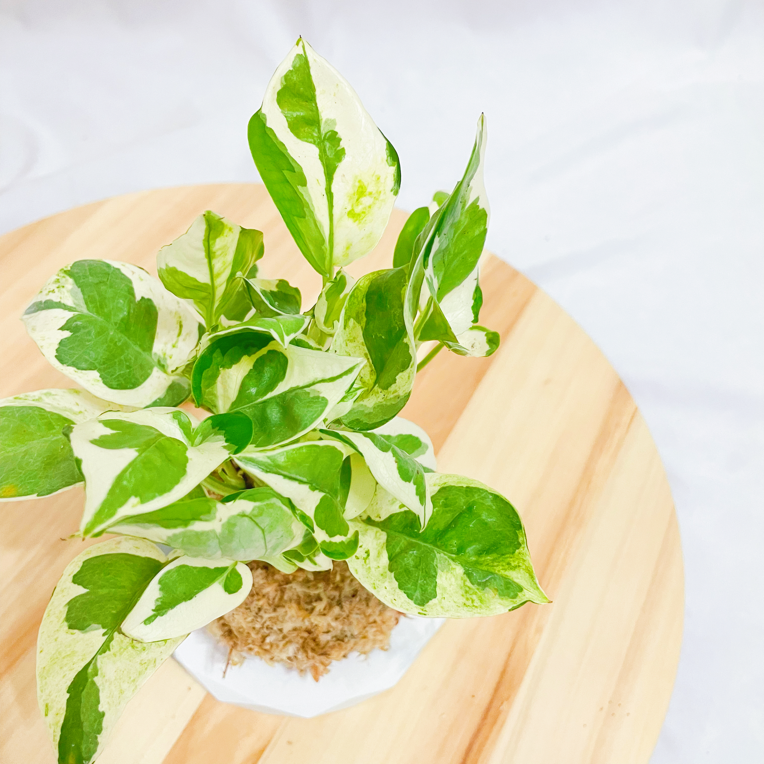白金葛苔球