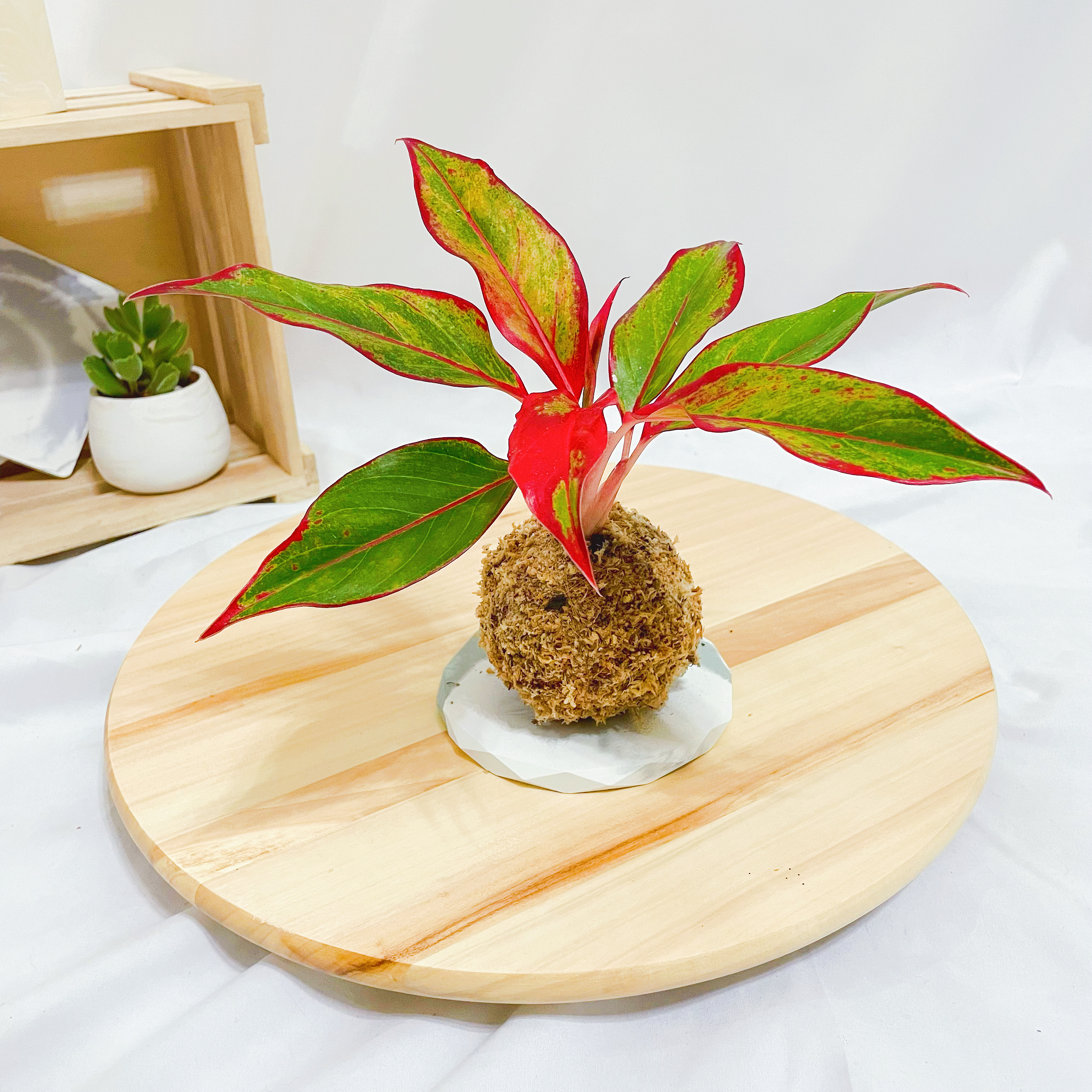 極光粗肋草苔球