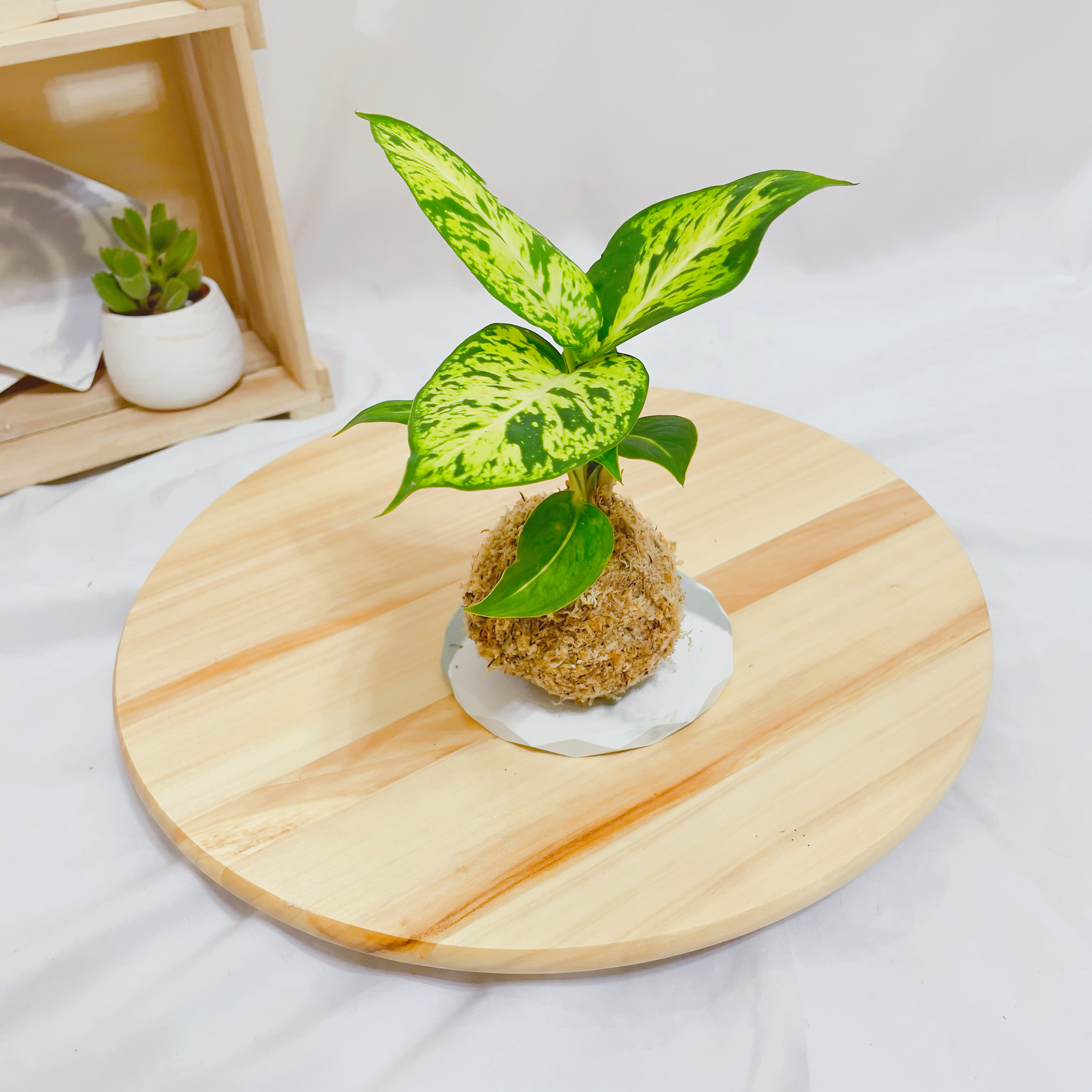 星光燦爛黛粉葉苔球