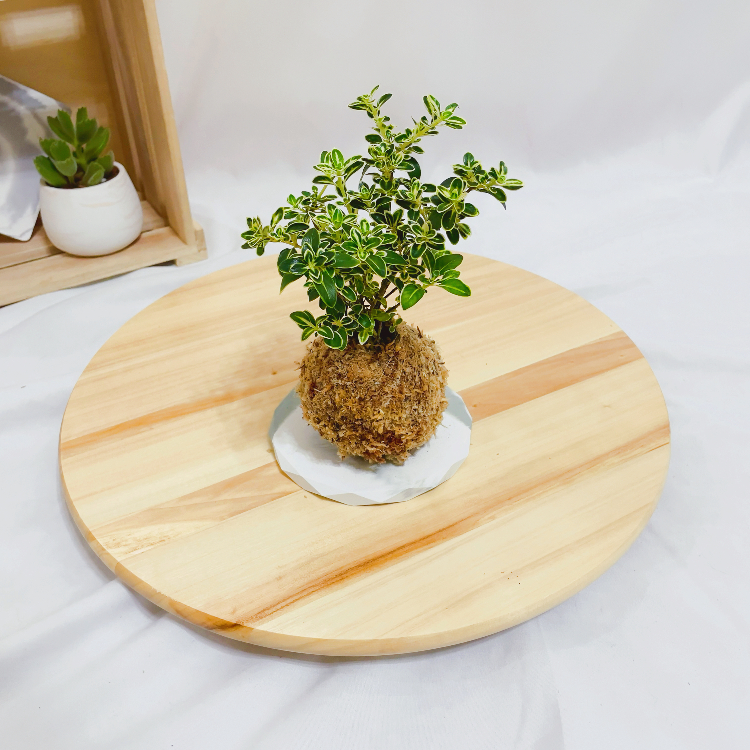 六月雪苔球