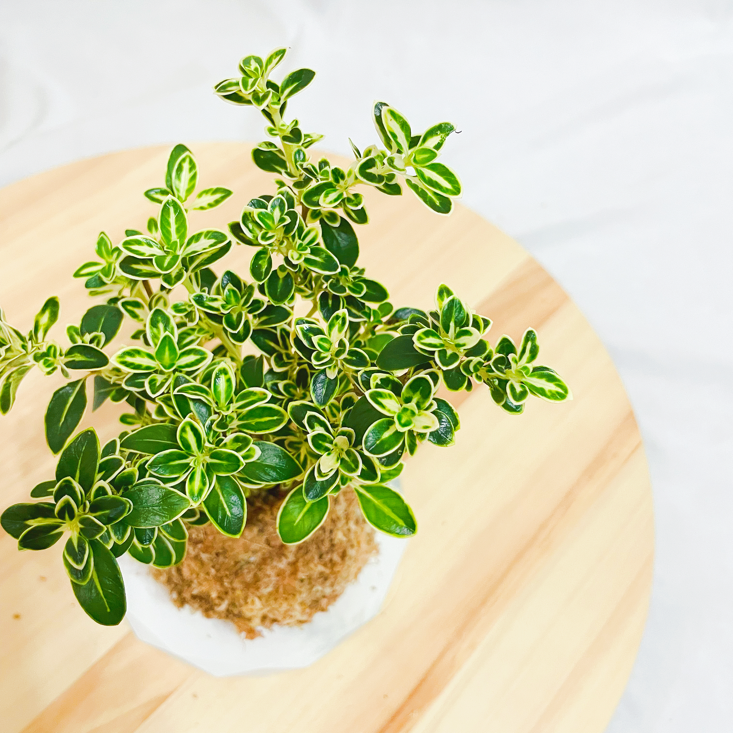 六月雪苔球