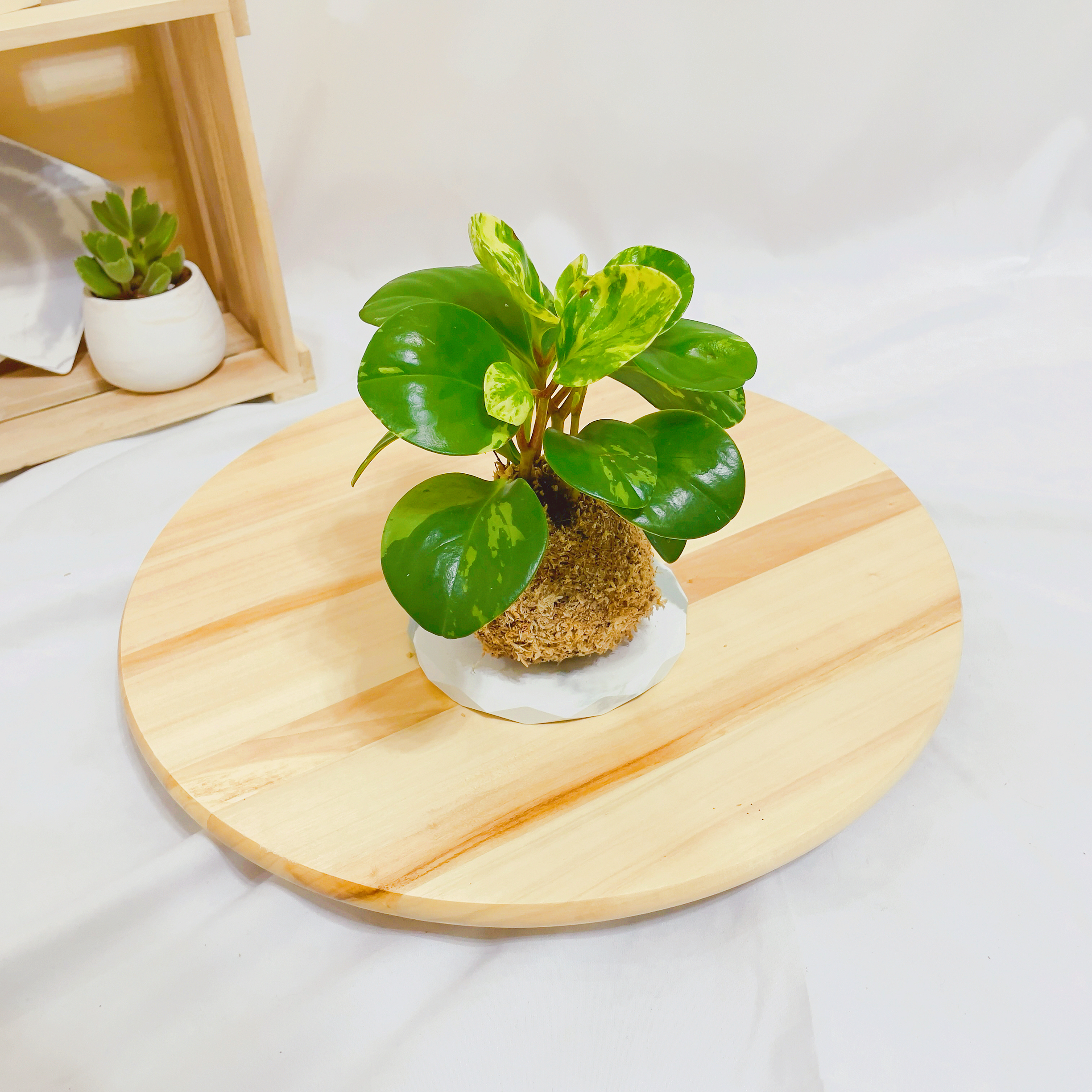 斑葉椒草苔球