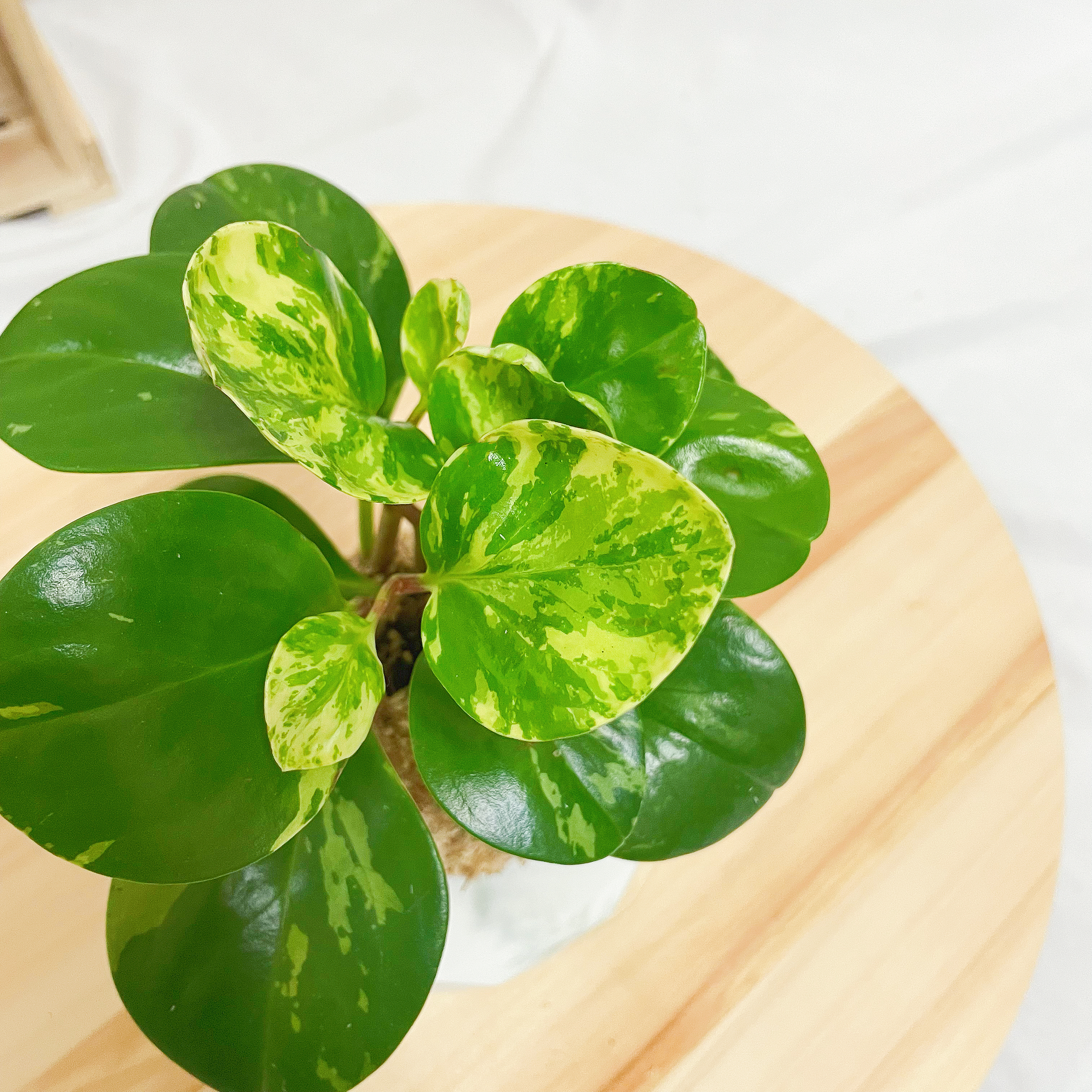 斑葉椒草苔球