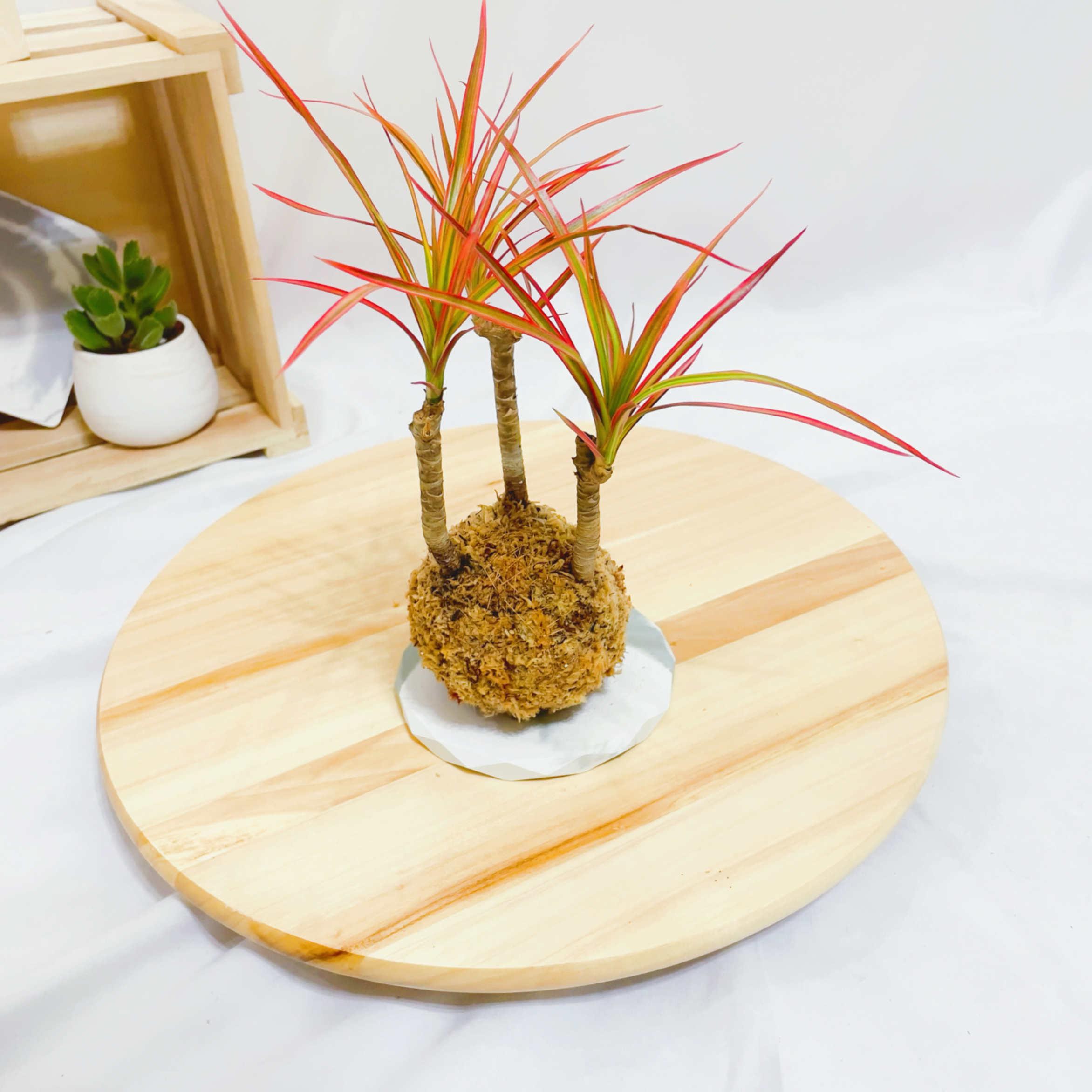 彩虹千年木苔球