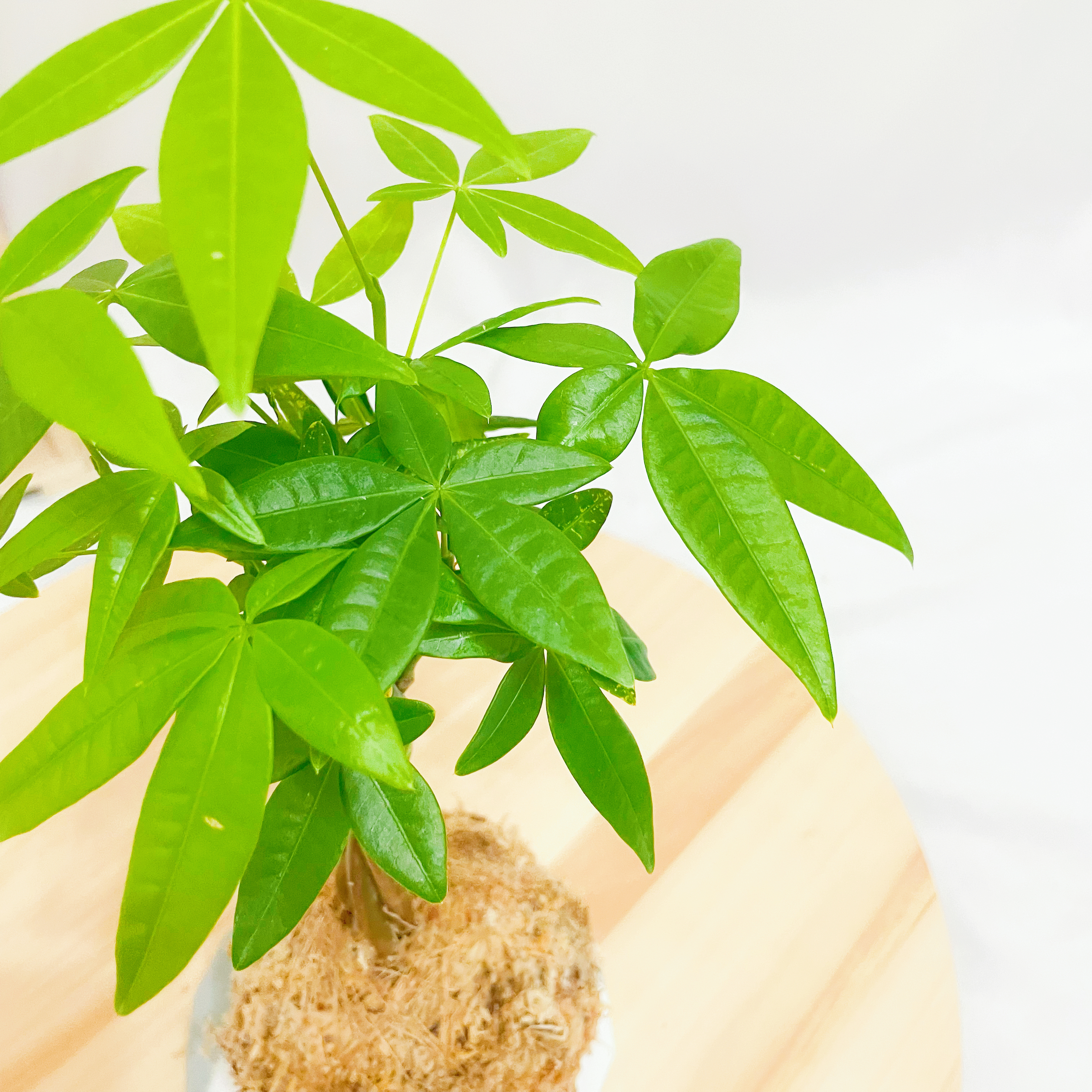 馬拉巴栗苔球