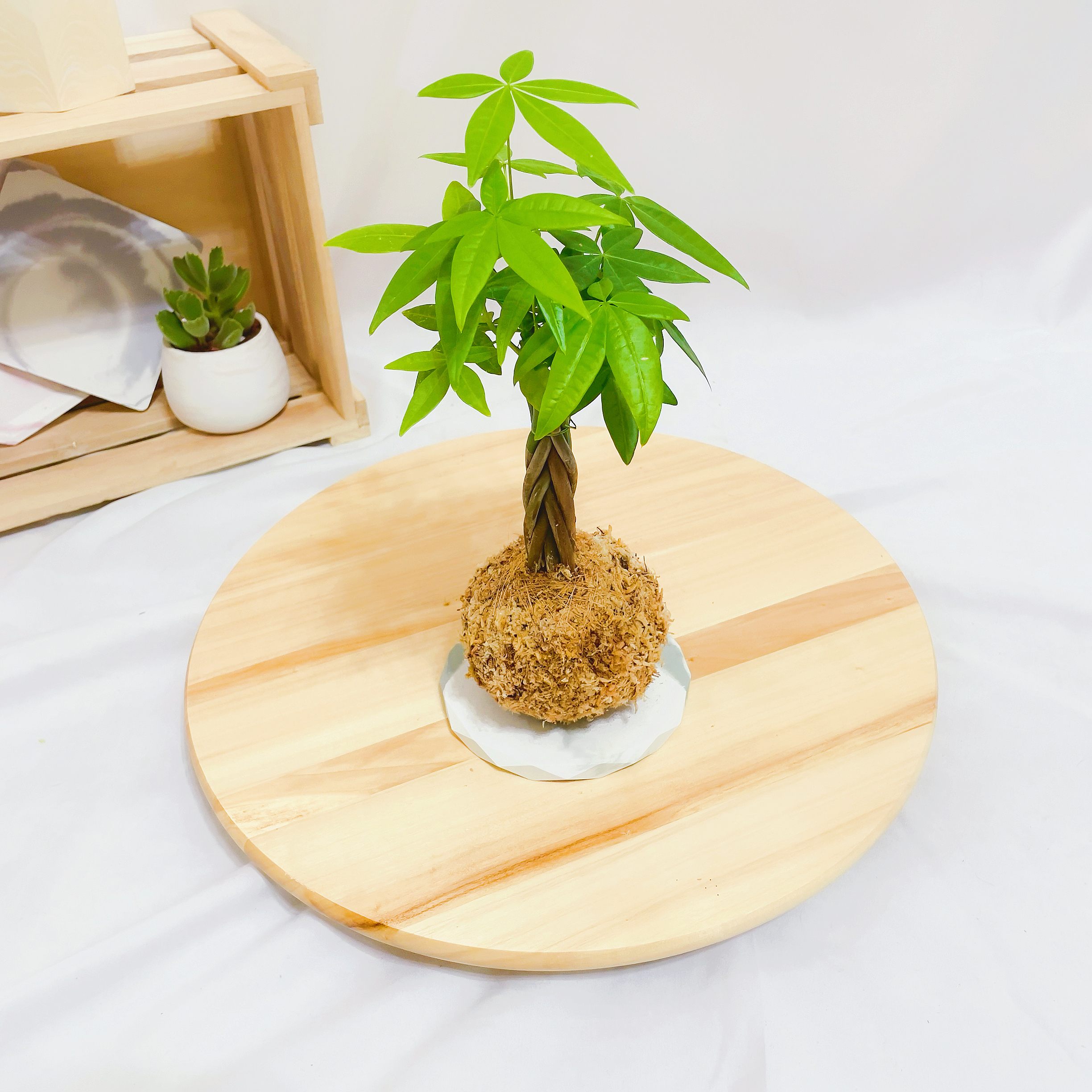 馬拉巴栗苔球