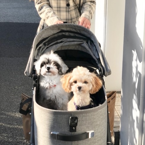 AirBuggy Dome3 Large 高級寵物手推車20kg．EARTH GREY