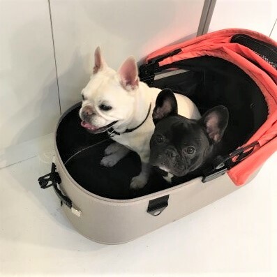 AirBuggy Dome3 Large 高級寵物手推車20kg．CARROT