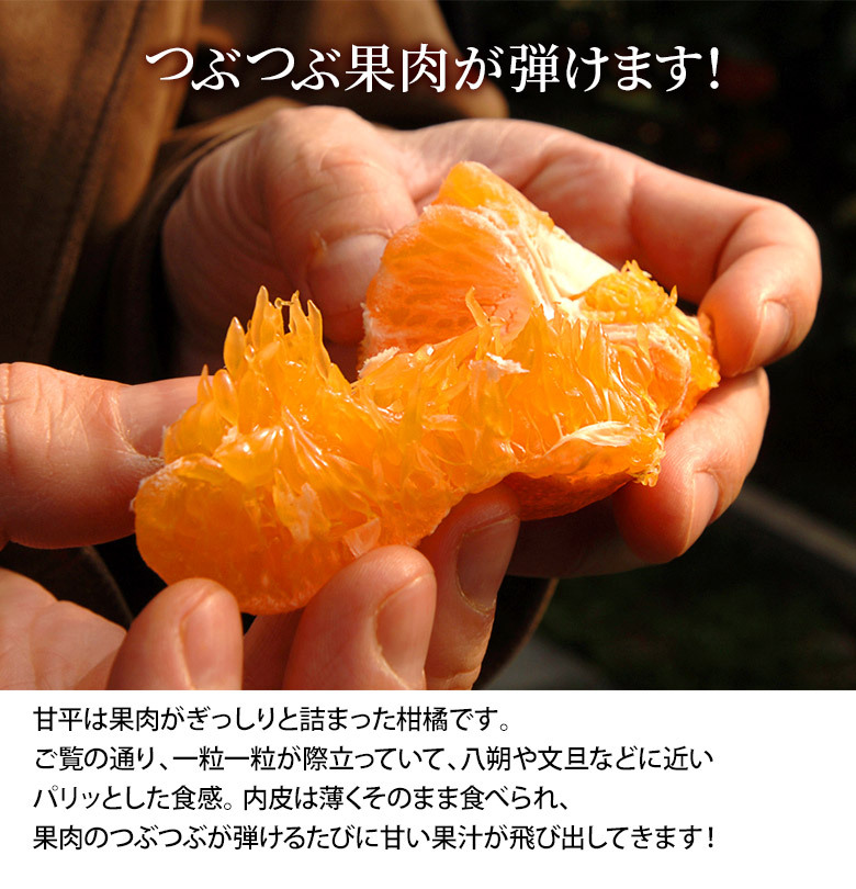 愛媛甘平柑橘 3KG 8玉