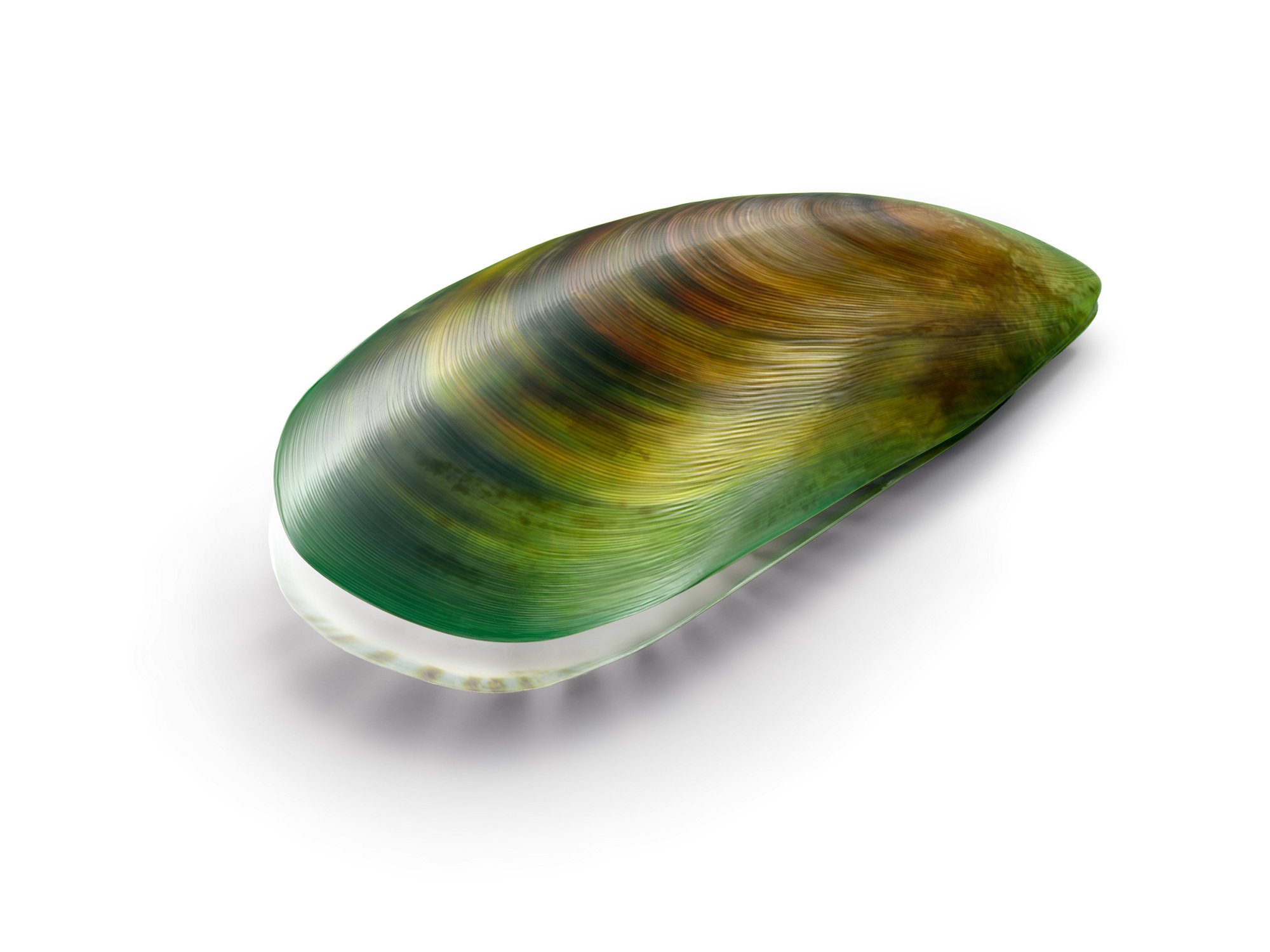 百通關的主成份「青邊貽貝」是紐西蘭純淨海域的特有種，又稱為綠貽貝，含豐富 GAG 醣胺聚醣。