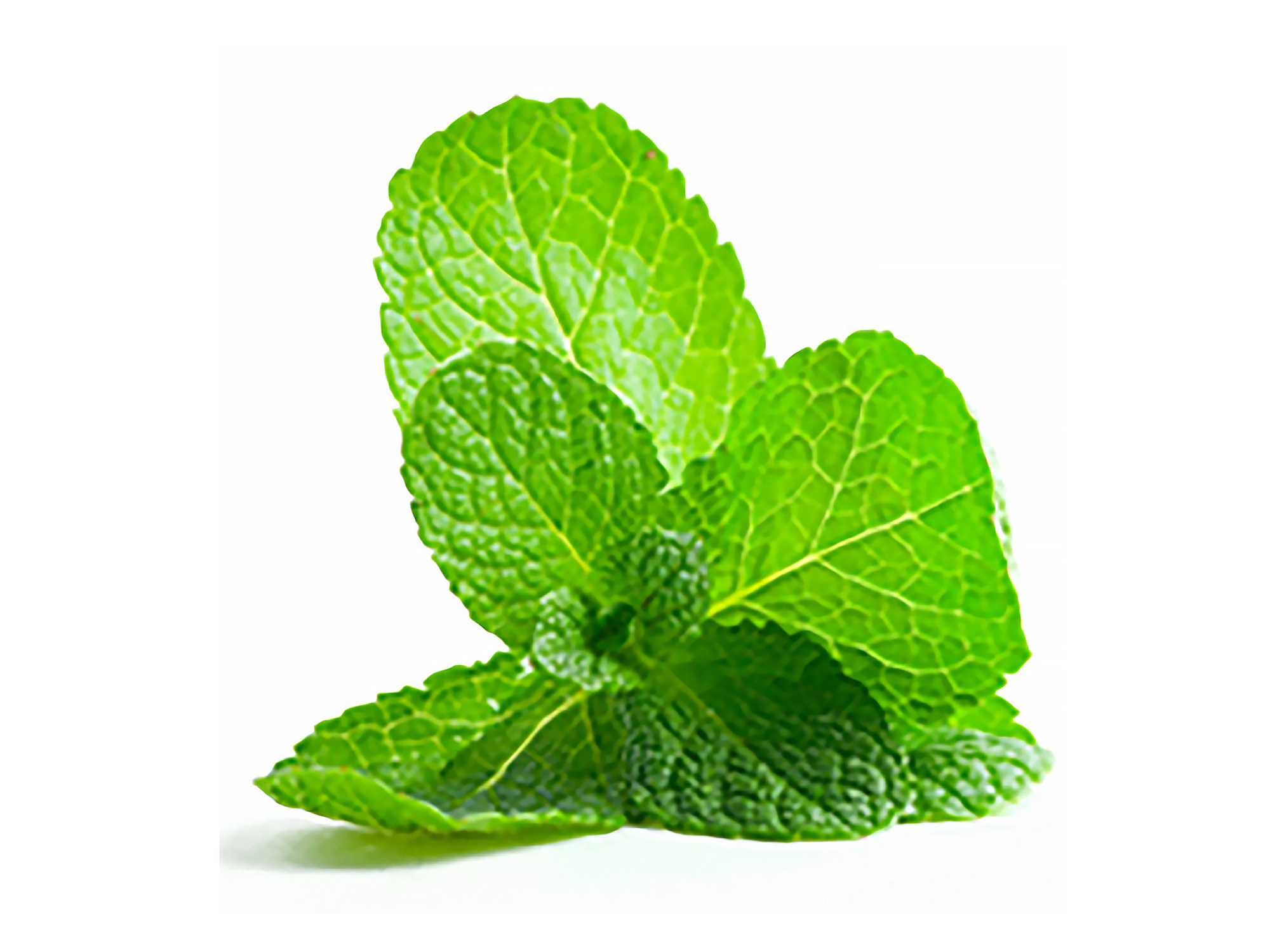 百通關富含各式植萃精油，運用植物的力量，辣椒素創造溫感廣度舒展、薄荷、瑞士寒帶松針精油，帶來涼感深度放鬆的感受。