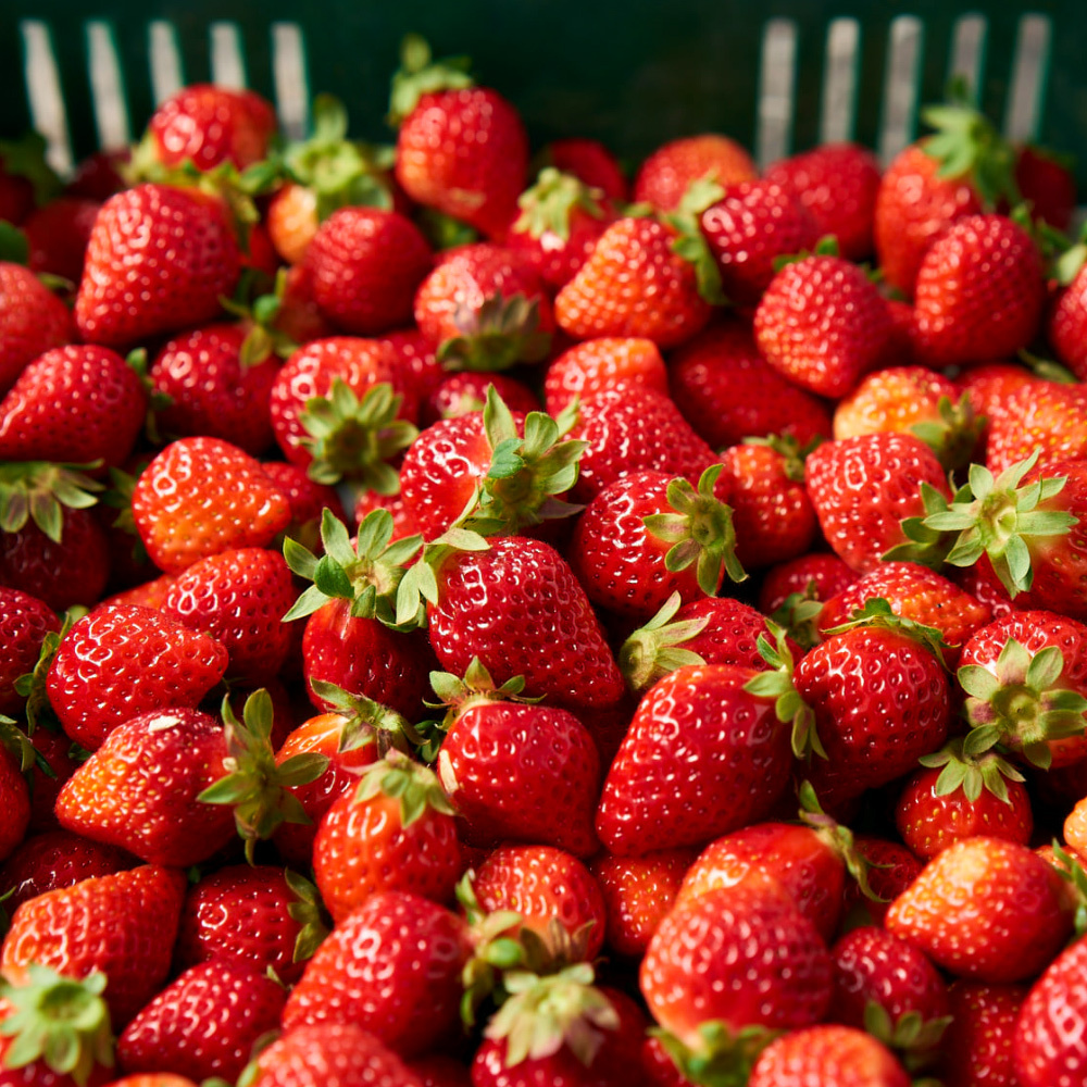 草莓園生產的大湖草莓