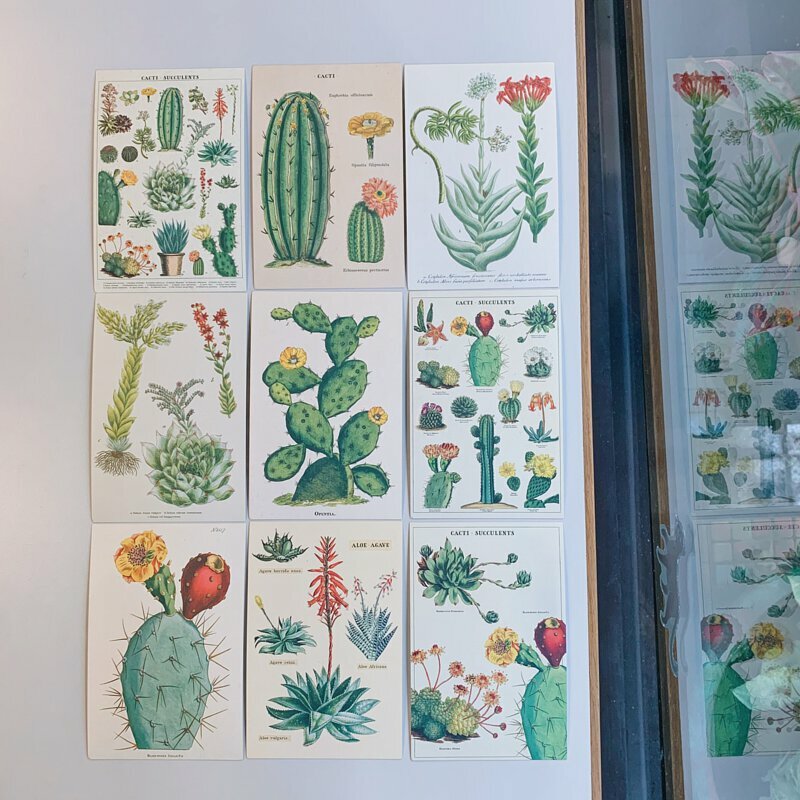 多肉植物Cacti & Succulents 復古錫盒明信片18 入組｜ 美國 Cavallini & Co.