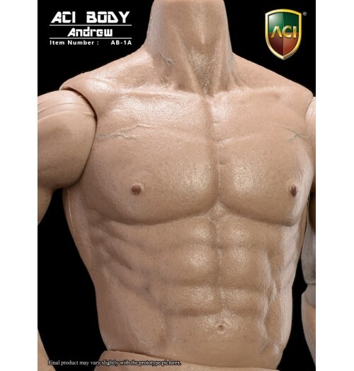 ACI : 1/6 肌肉發達的身體 - 安德魯 : 高加索人