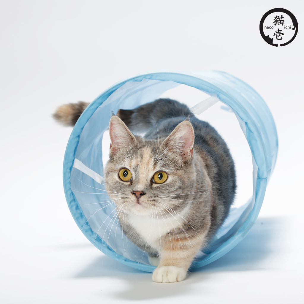 貓壹 奇幻隧道 天空藍