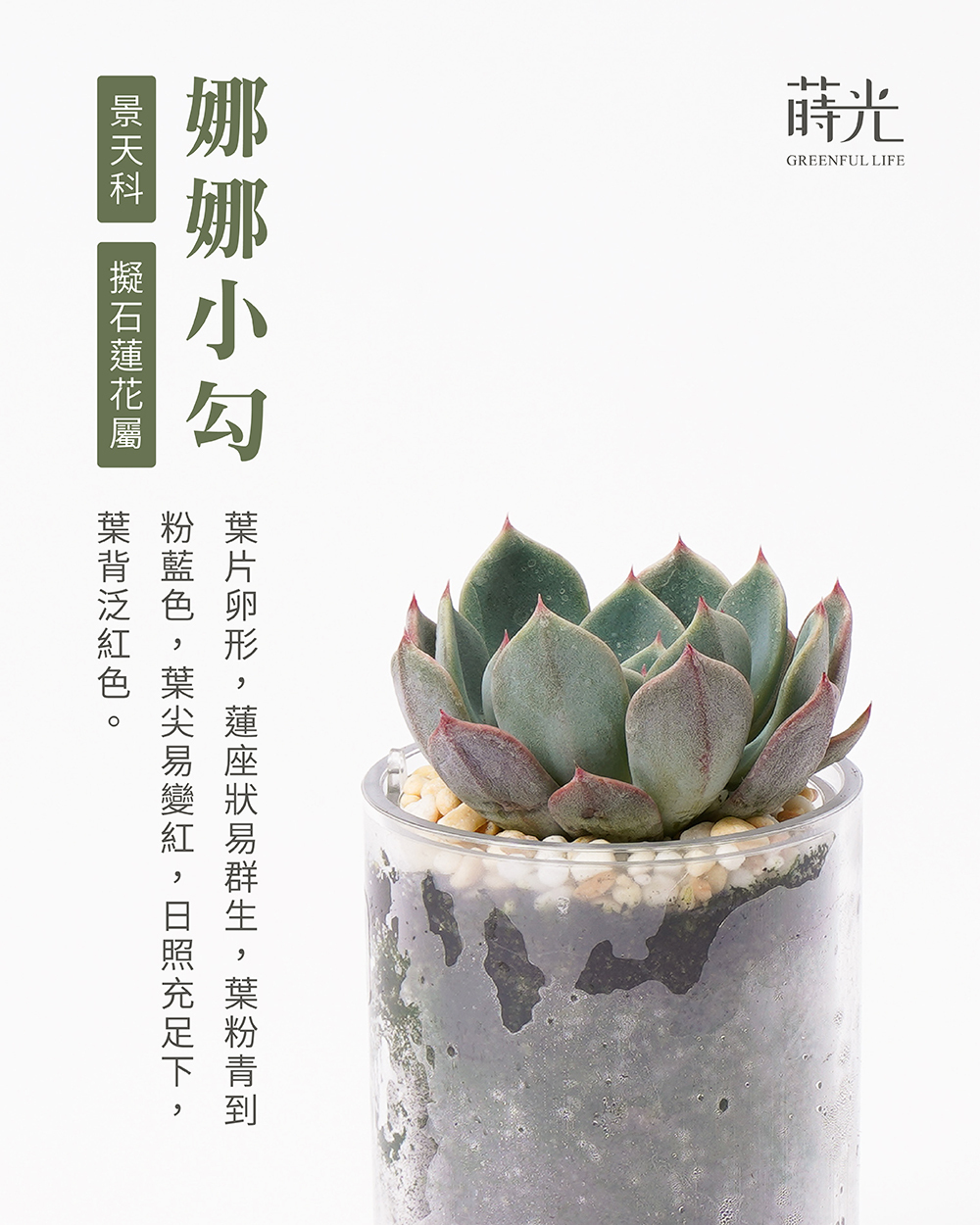 多肉植物全書 我的第一株多肉植物：715品種完全圖鑑- PChome 24h購物