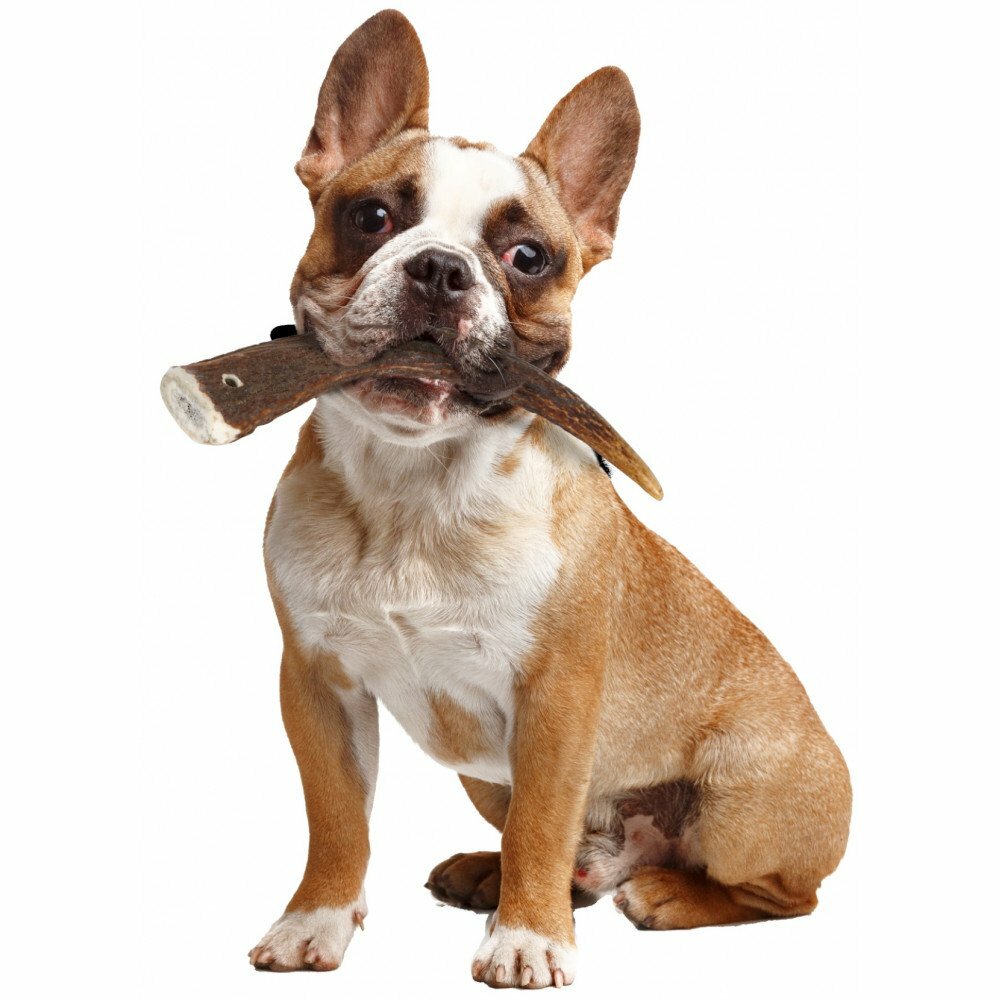 法國ZOLUX 鹿角系列 - 成犬HARD 14-16CM