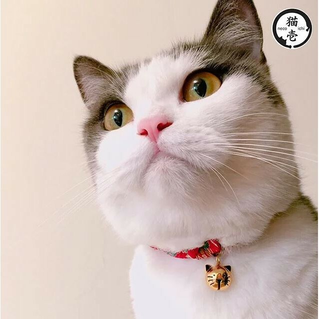 Necoichi 貓壹 Cat Collar 手工貓用安全頸圈 款式隨機