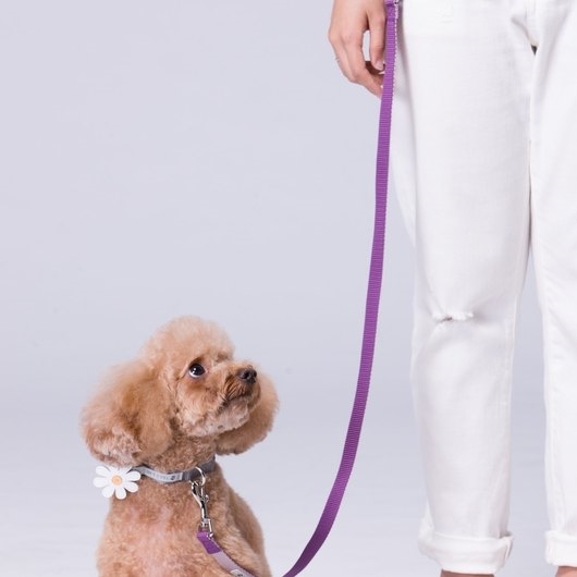 Tails & Me Collar 尼龍雙色項圈 深紫灰紫（外出用品）