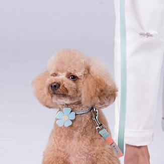 Tails & Me Collar 尼龍雙色項圈 粉橘薄荷（外出用品）