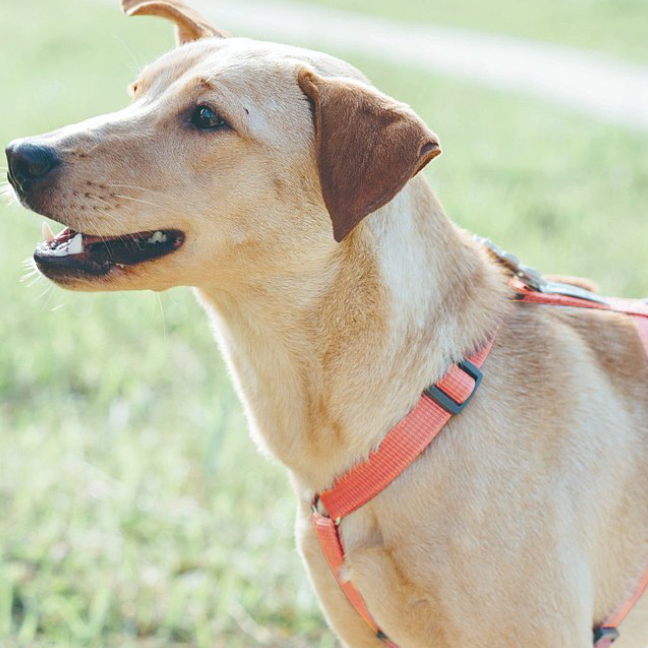 Tails & Me Harness 尼龍胸背帶 XS~L．粉橘