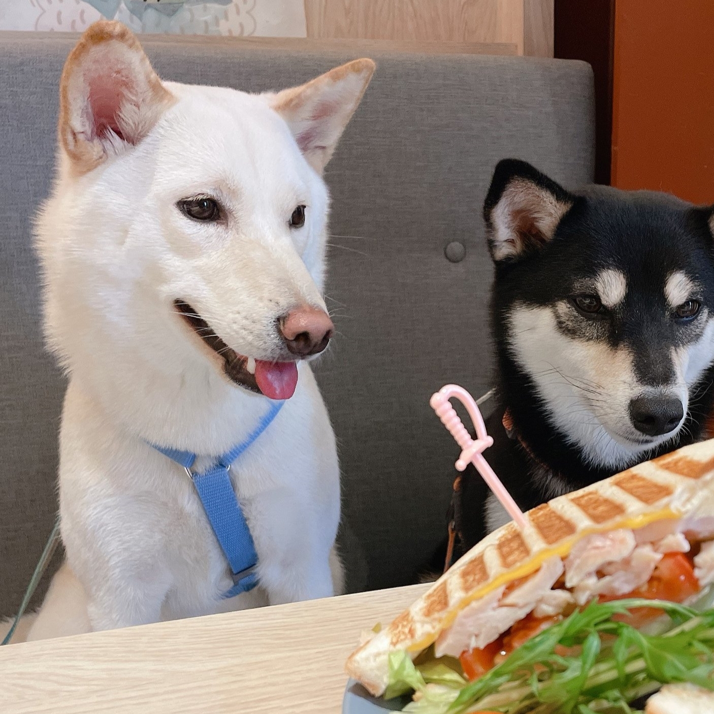 Tails & Me Harness 尼龍胸背帶 XS~L．天藍