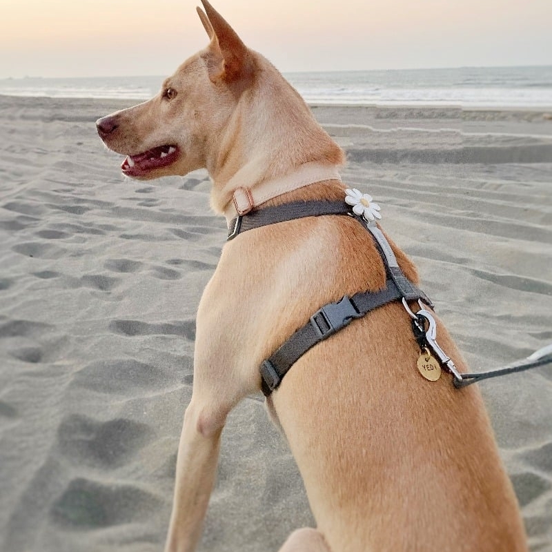 Tails & Me Harness 尼龍胸背帶 XS~L．深灰