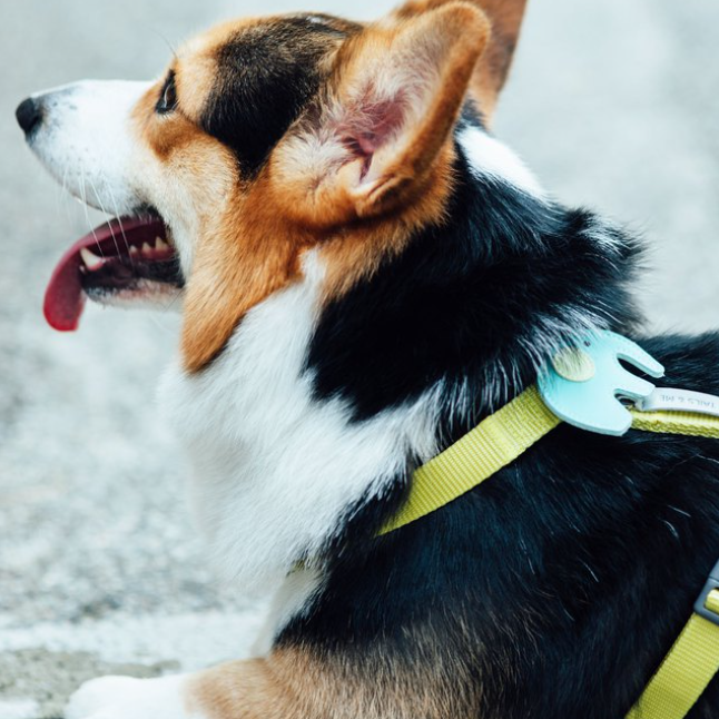 Tails & Me Harness 尼龍胸背帶 XS~L．檸黃卡其