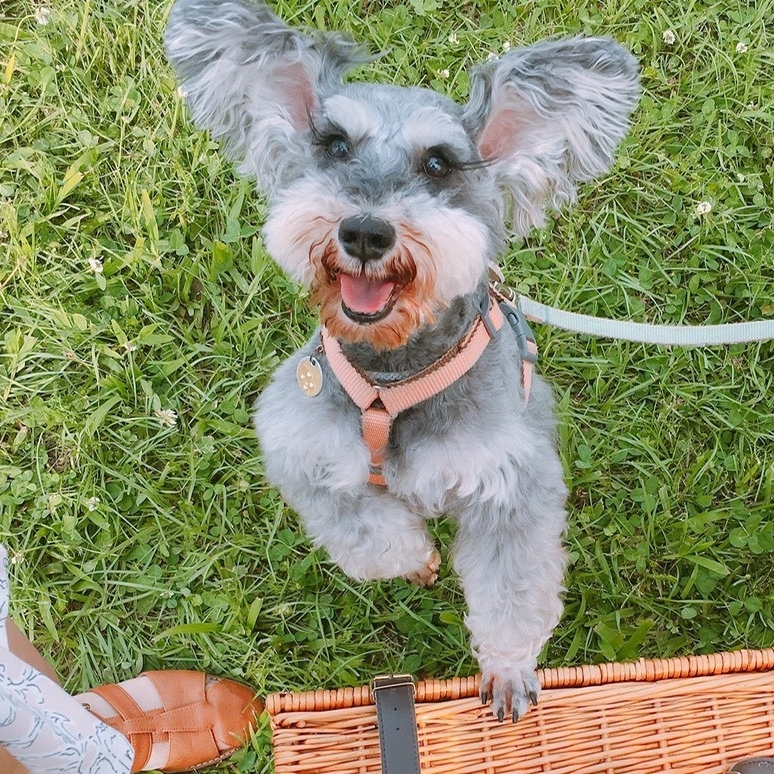 Tails & Me Harness 尼龍胸背帶 XS~L．粉橘深棕