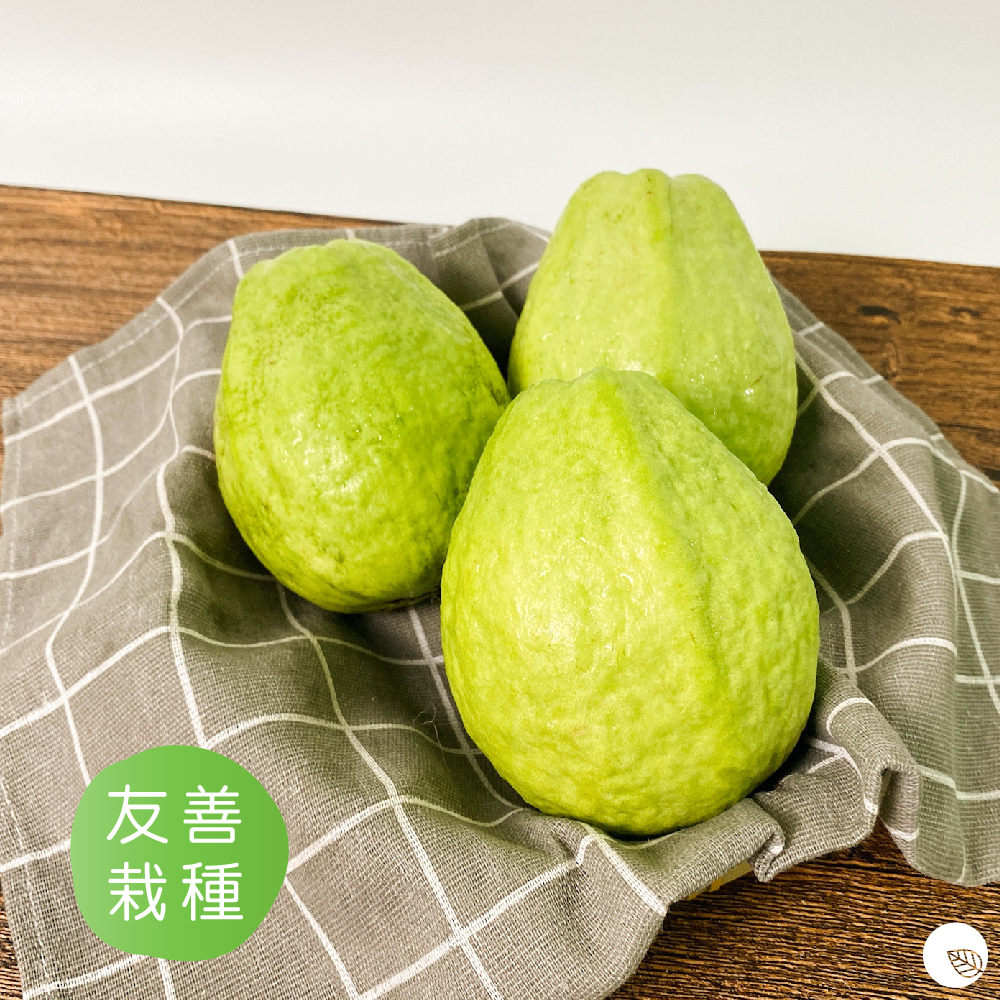 【高雄】牛奶珍珠芭樂5斤