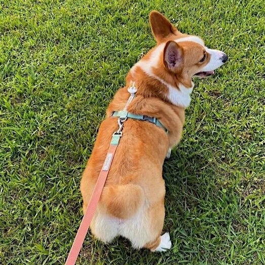 Tails & Me Leash 尼龍雙色拖帶 S~L．粉橘薄荷