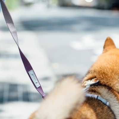 Tails & Me Leash 尼龍雙色拖帶 S~L．深紫灰紫