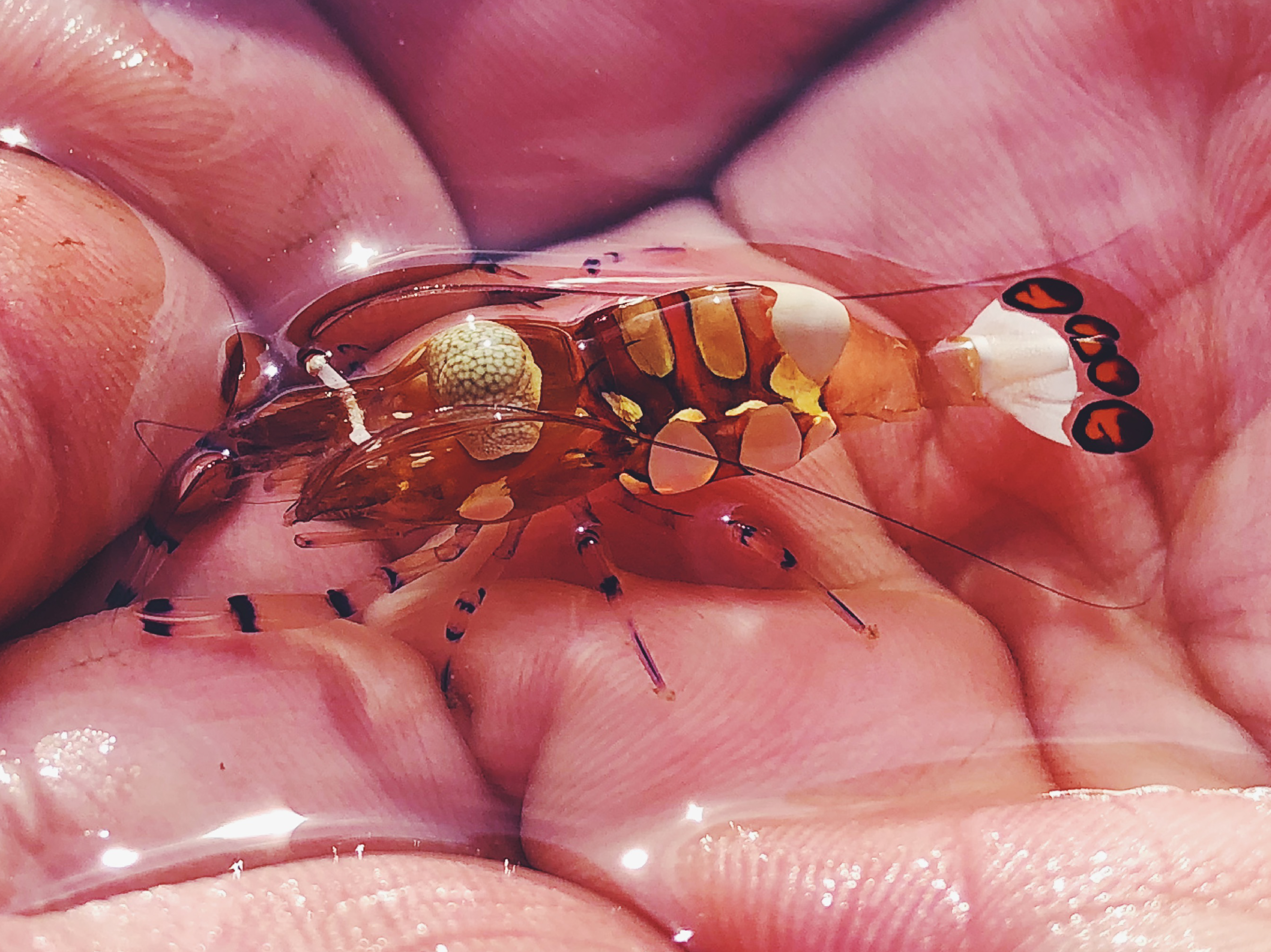部落格-巧遇海中嬌客海葵蝦