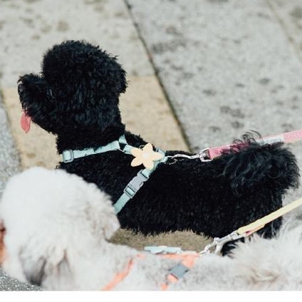 Tails & Me Duo Leash 尼龍一對二牽繩 M．多色